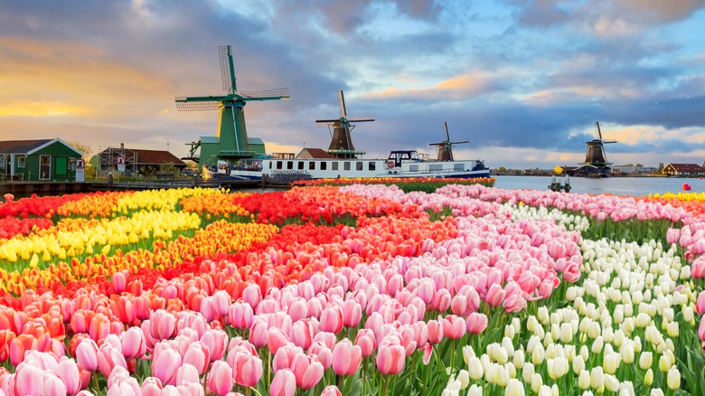 Windmills overlooking a colorful tulip field in the Netherlands