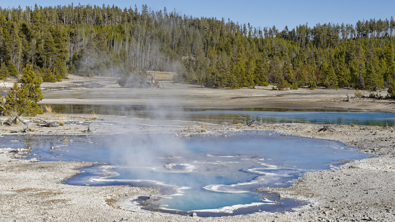Pearl Geyser within the Norris Geyser Basin in Yellowstone National Park with trees in the background