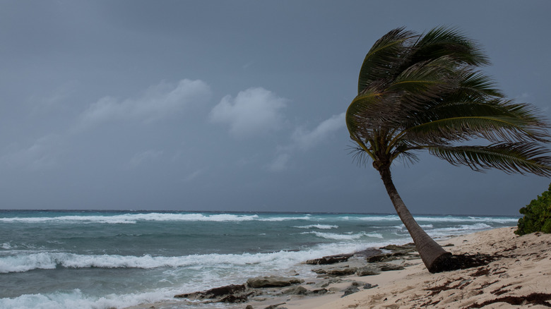 A tropical storm blows through a Caribbean island