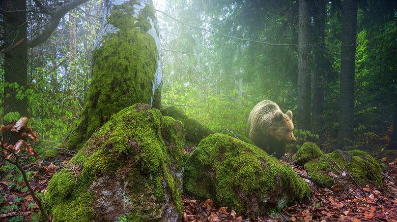 Brown bears can be spotted along the Fagaras Mountains in Romania