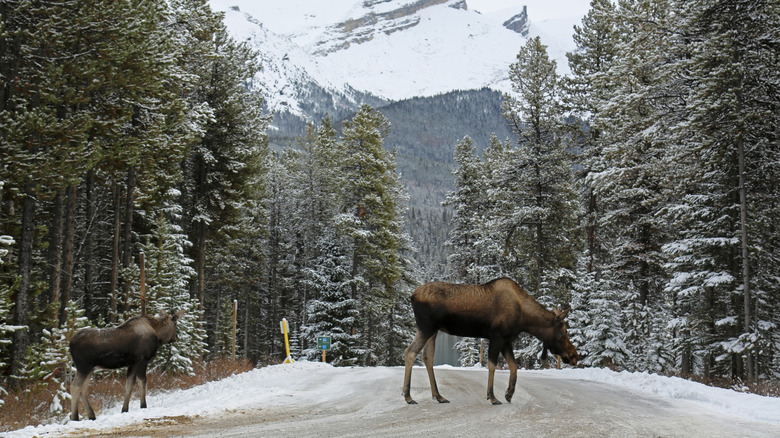 Moose on a snowy road with mountains and trees in the background