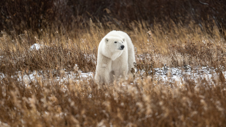 A polar bear walking through a snowy field