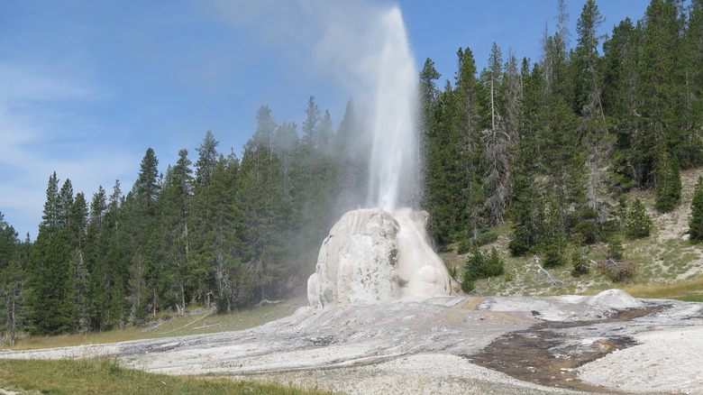 Lone Star Geyser erupts in the Yellowstone National Park