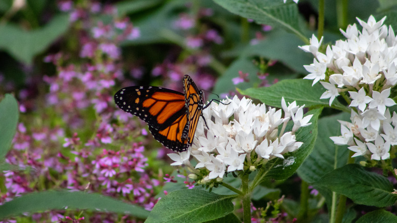 Monarch butterfly on flowers in the Krohn Conservatory butterfly show