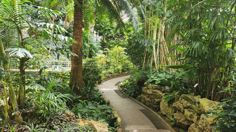 Walking path through rainforest garden in Krohn Conservatory, Cincinnati