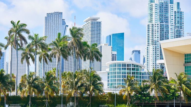 The Miami skyline