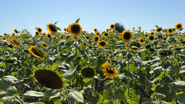 The sunflower fields in Miami