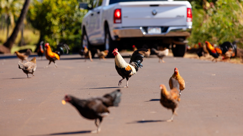 Wild hens and roosters roaming the street in Kapa'a, with a truck in the background