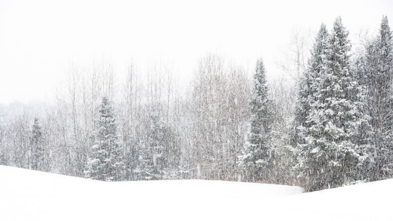 Heavy snow falling on a wooded landscape in Vermont