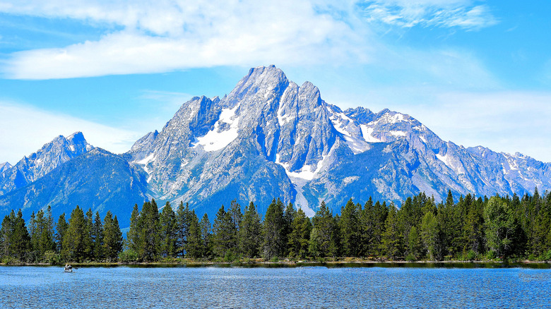 Grand Teton Mountains on a clear day behind a wall of evergreens