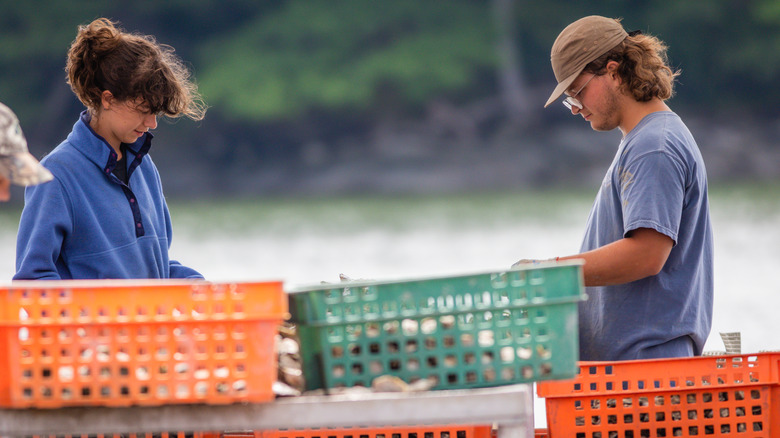 A young man and woman sort through crates of shellfish