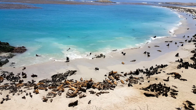 Seals and sea lions at Point Bennet