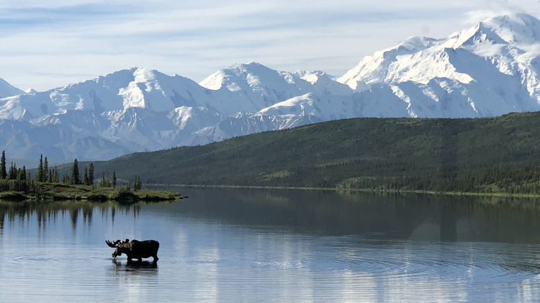 Moose and mountains in Denali National Park & Preserve