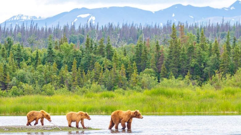 Three bears at Katmai National Park
