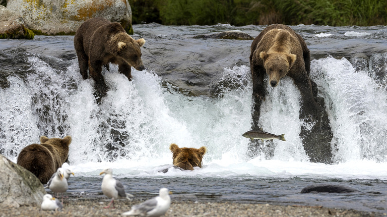 Brown bears fishing at Brooks Falls
