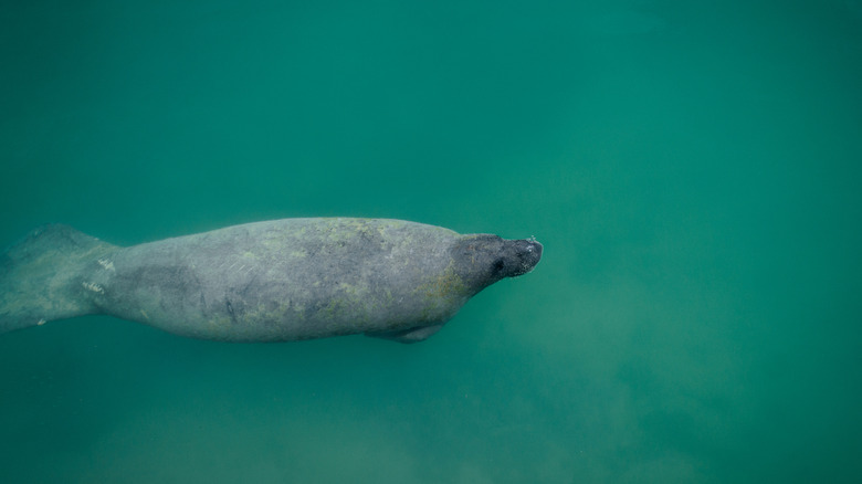 A manatee swimming at Biscayne National Park