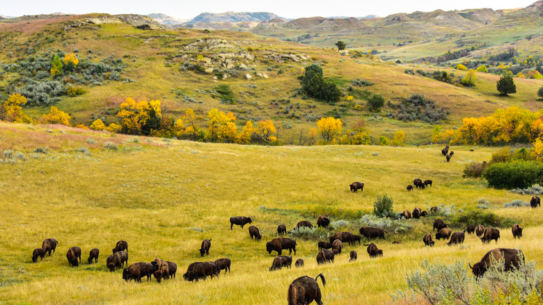 Bison in Theodore Roosevelt National Park