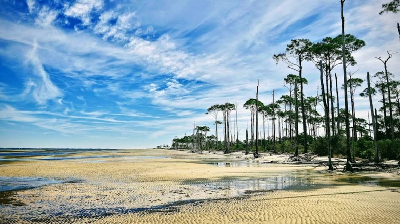 The sands and trees of Dr. Julian G. Bruce St. George Island State Park