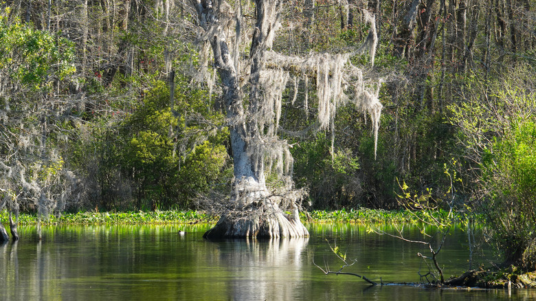 A Spanish moss-covered tree in the water at Edward Ball Wakulla Springs State Park