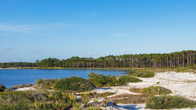 A blue sky over the lake surrounded by trees in Grayton Beach State Park