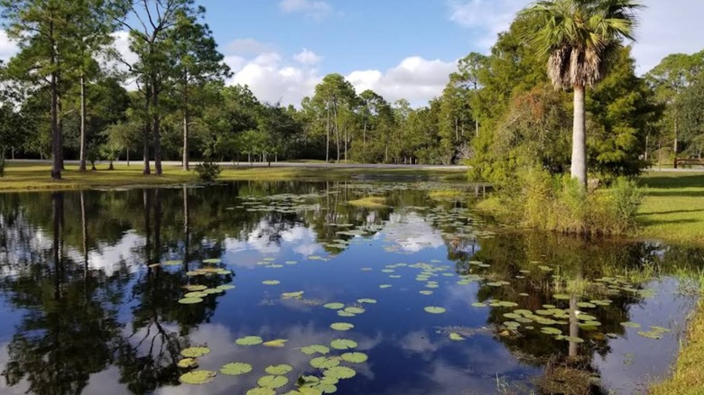 Lily pads in the water at Topsail Hill Preserve State Park