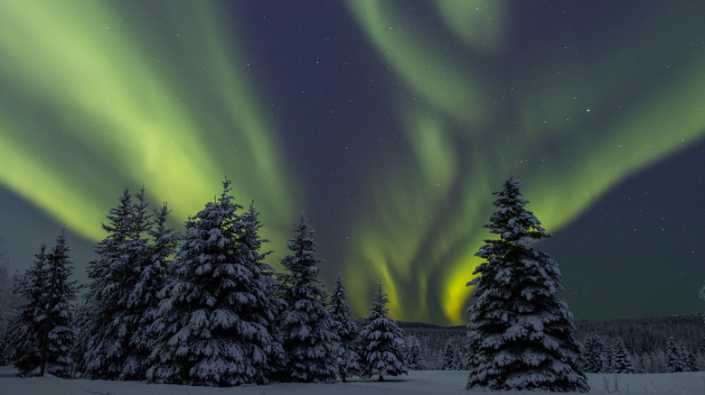 The northern lights flow over snow covered trees in  Fairbanks Alaska