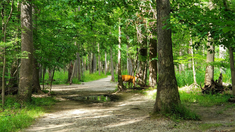 Gravel trails through green grass and trees in West Creek Reservation, with a brown buck in center frame