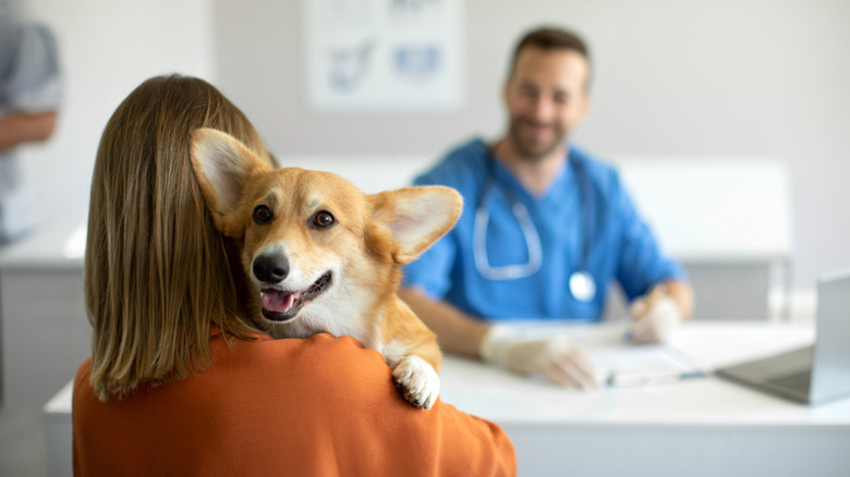A woman holding a corgi over her shoulder, with a blurred shot of a veterinarian in the background.