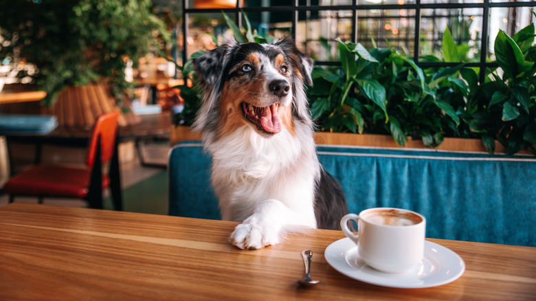 A dog sitting in a restaurant with a paw on the table. There is a cappuccino cup next to him.