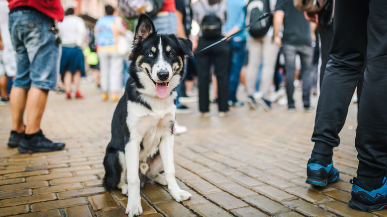 A husky with one bent ear on a leash, against a backdrop of people's legs.
