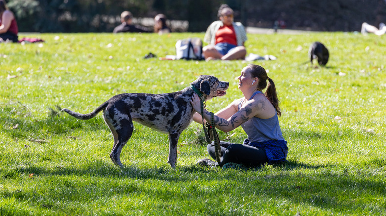 A woman sitting in the grass playing with a black and gray dog. There are other people and dogs in the background