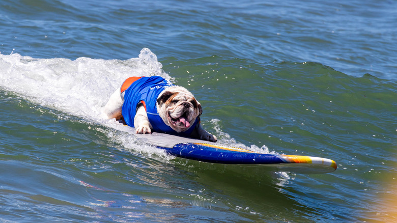 A bulldog wearing a blue shirt on a surfboard in the sea