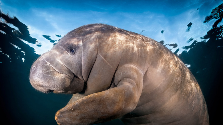 A manatee swimming in Homosassa Springs Wildlife State Park