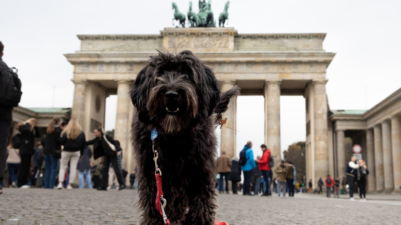 Dog in front of Brandenburg Gate