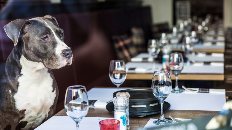 Dog sitting at a restaurant in Bruges