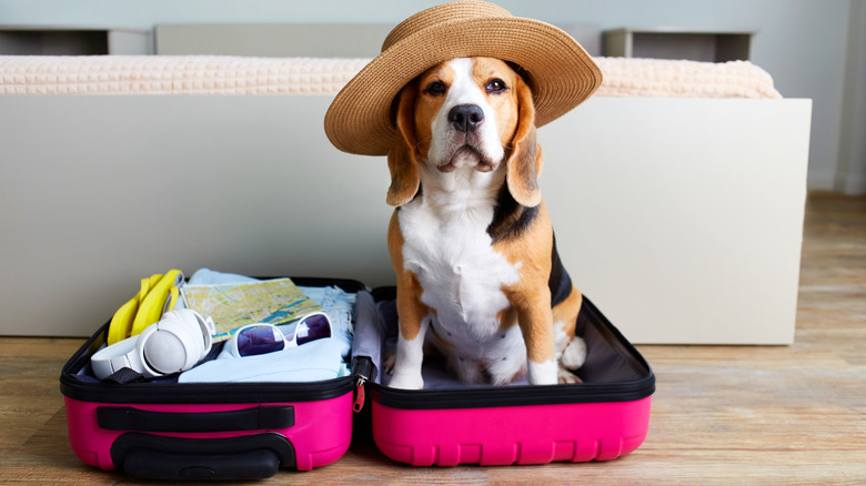 Dog wearing a hat and sitting in a suitcase
