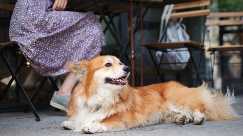 Corgi sitting outside a cafe with its owner