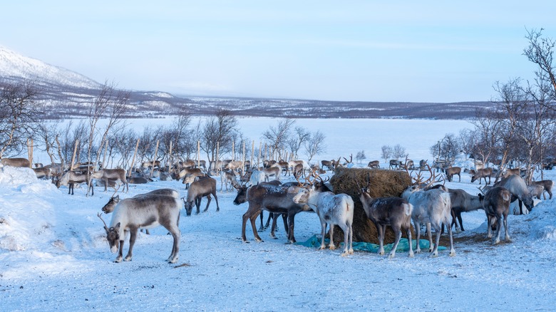 Reindeer herders near lake, Finnish Lappland