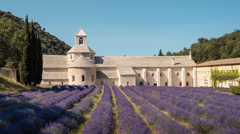 Lavender fields in front of Abbey, Provence, France
