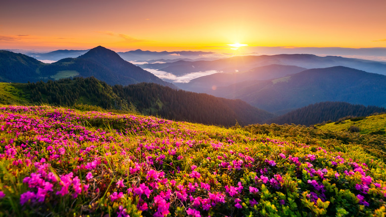 Ukrainian Carpathians in spring, flower meadow