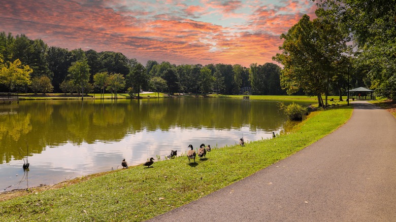 a pond with geese at sunset with a paved path curving around it