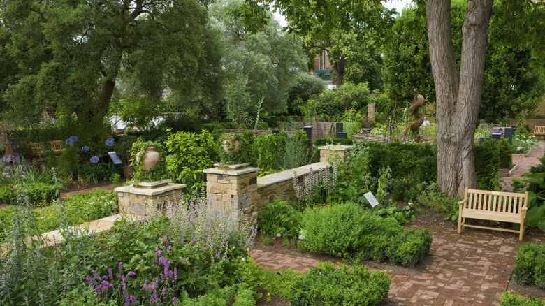 Benches, a low stone wall, and greenery at Chelsea Physic Garden