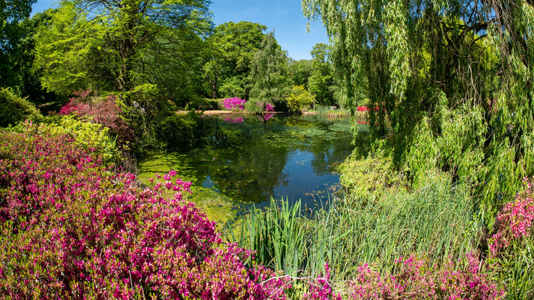 Pond surrounded by green trees and colorful blossoms at Isabella Plantation, Richmond Park