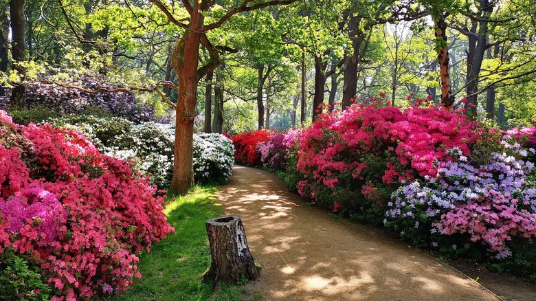Walking path at Isabella Plantation, Richmond Park