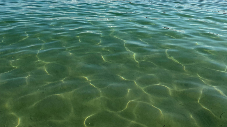 A view of Elk Lake in Michigan from on the water on a partly-cloudy day