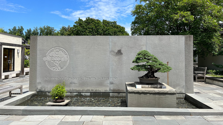 the National Bonsai and Penjing Museum in Washington D.C