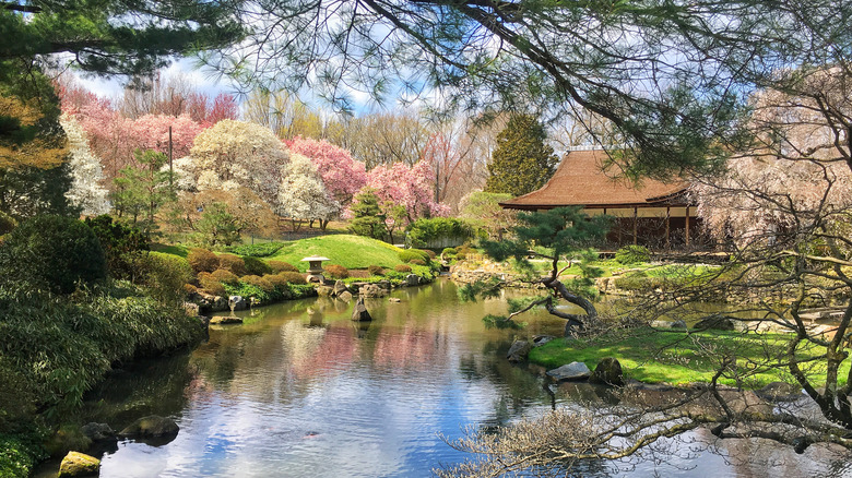 Shofuso during cherry blossom season