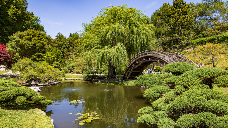 A view across the pond in The Huntington Japanese Garden