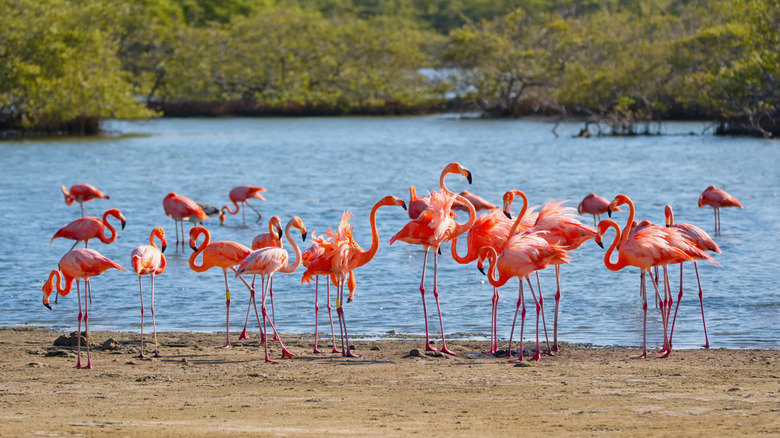 Flamingoes waterside on a sandy beach in Bonaire
