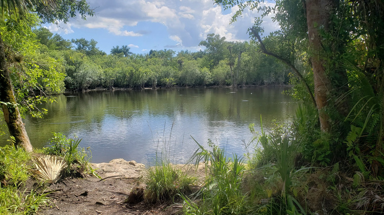 Deep Lake in Big Cypress National Preserve from a pedestrian's view